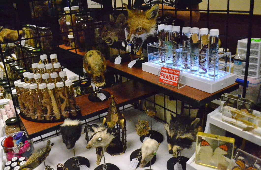Taxidermy